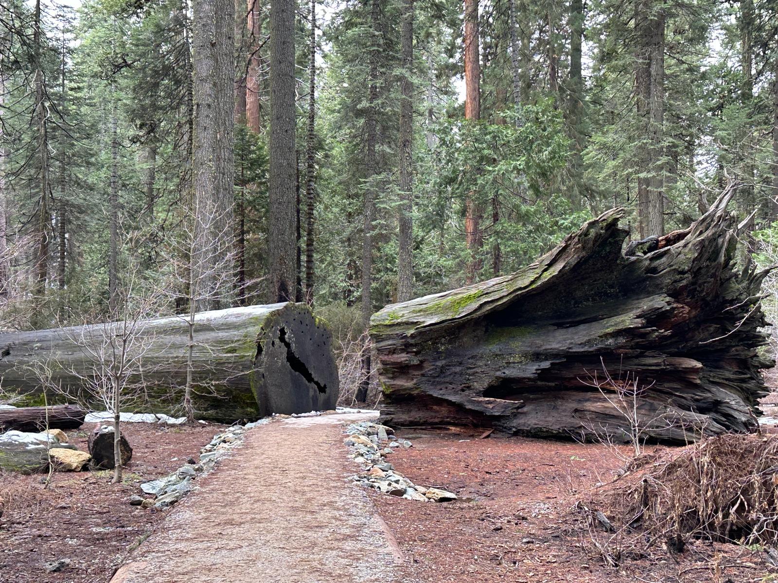 Calaveras Big Trees, fot. Aleksandra Karkowska