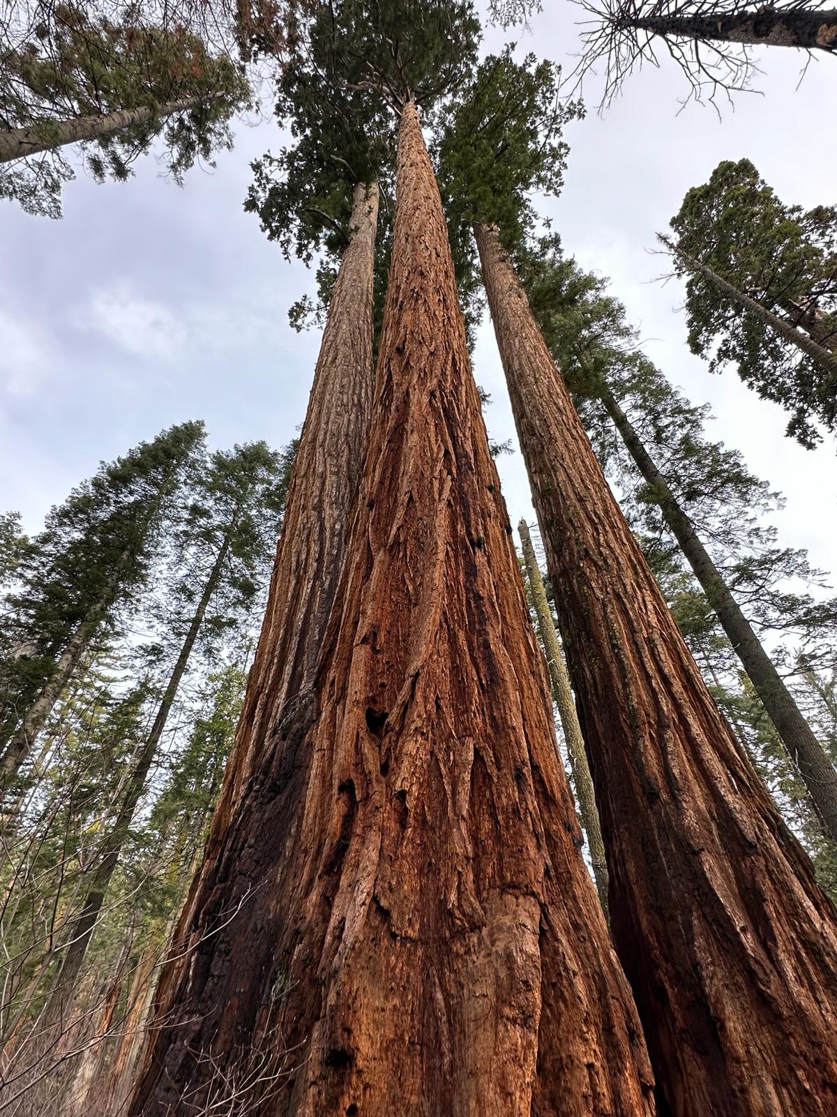 Calaveras Big Trees, fot. Aleksandra Karkowska