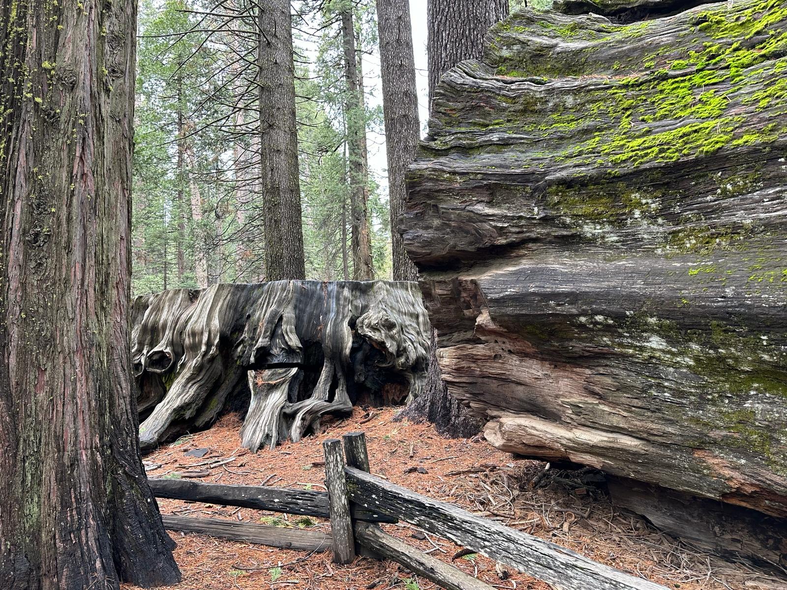 Calaveras Big Trees, fot. Aleksandra Karkowska