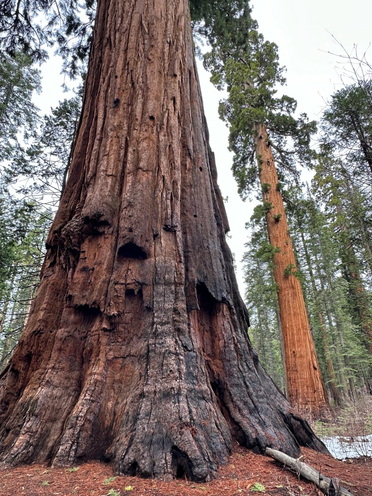 Calaveras Big Trees, fot. Aleksandra Karkowska