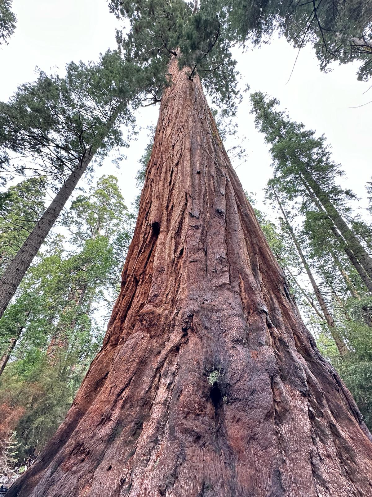 Calaveras Big Trees, fot. Aleksandra Karkowska