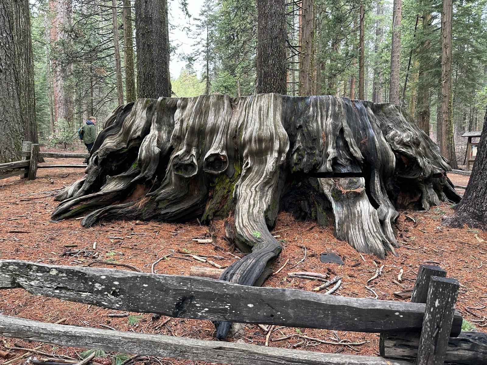 Calaveras Big Trees, fot. Aleksandra Karkowska