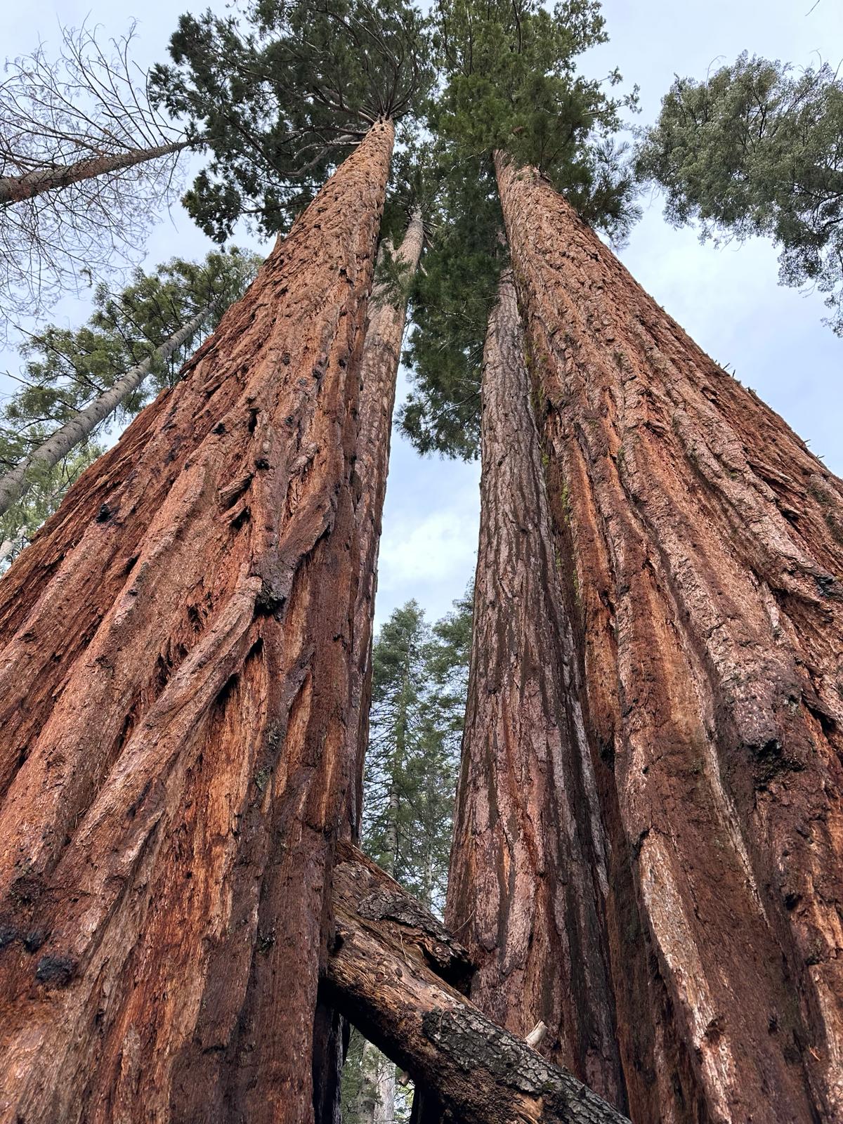 Calaveras Big Trees, fot. Aleksandra Karkowska