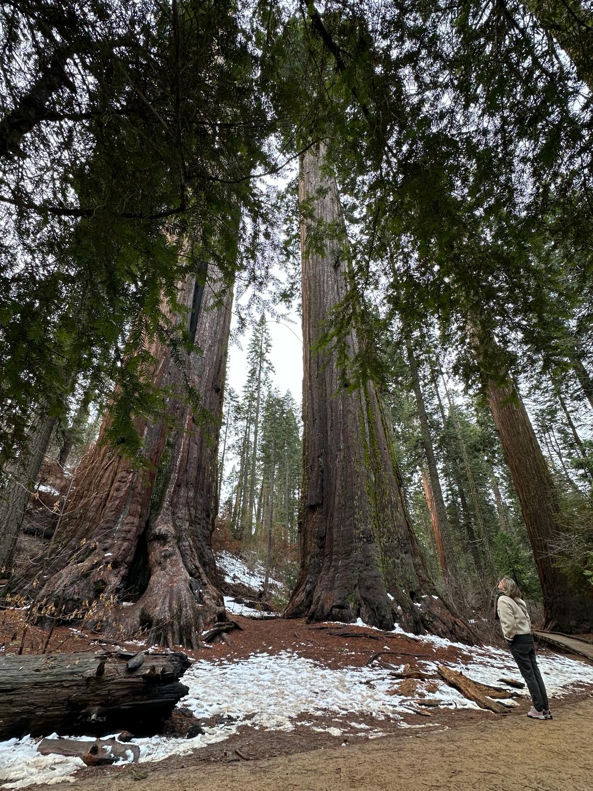 Calaveras Big Trees, fot. Aleksandra Karkowska