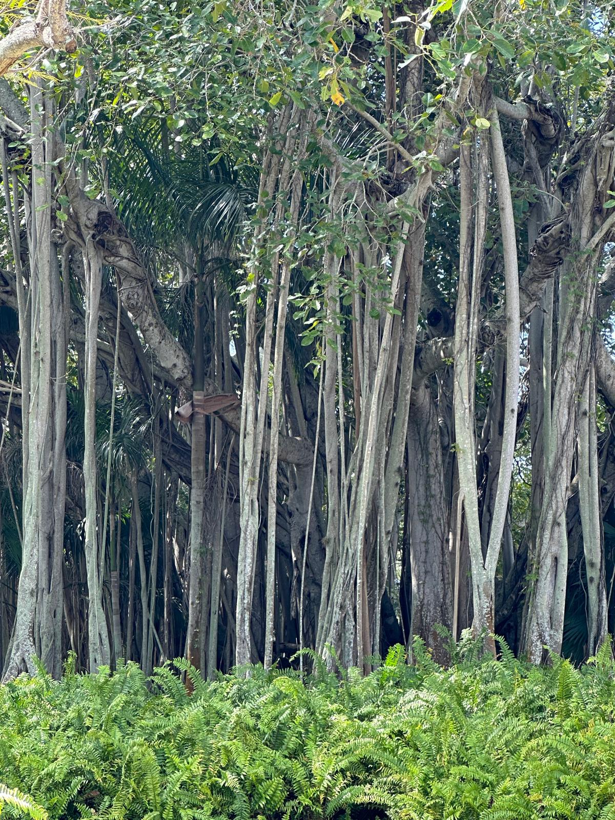 Drzewa Banyan, fot. Aleksandra Karkowska