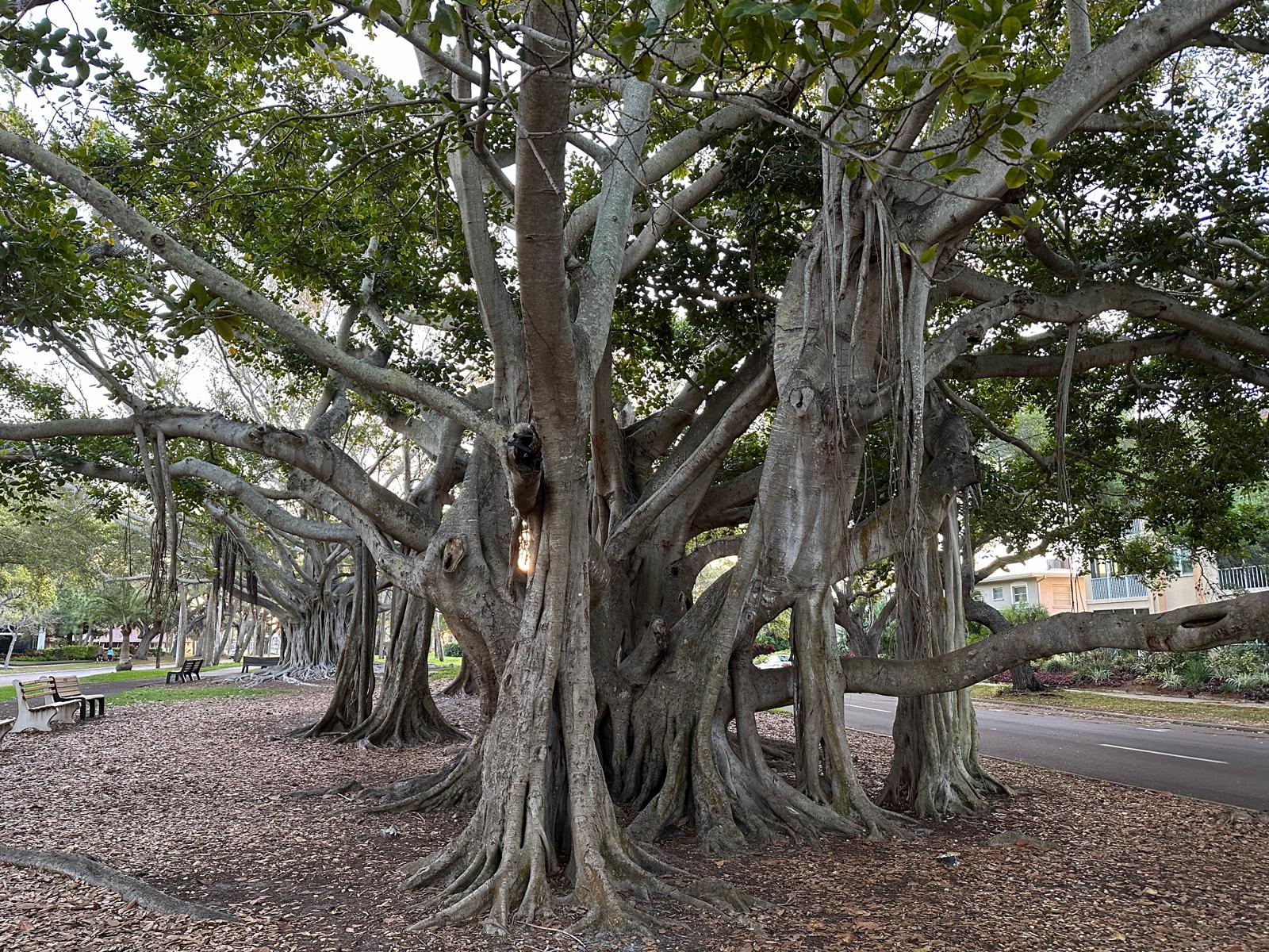 Drzewa Banyan, fot. Aleksandra Karkowska