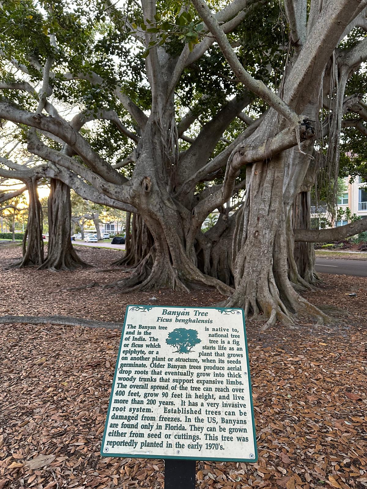 Drzewa Banyan, fot. Aleksandra Karkowska