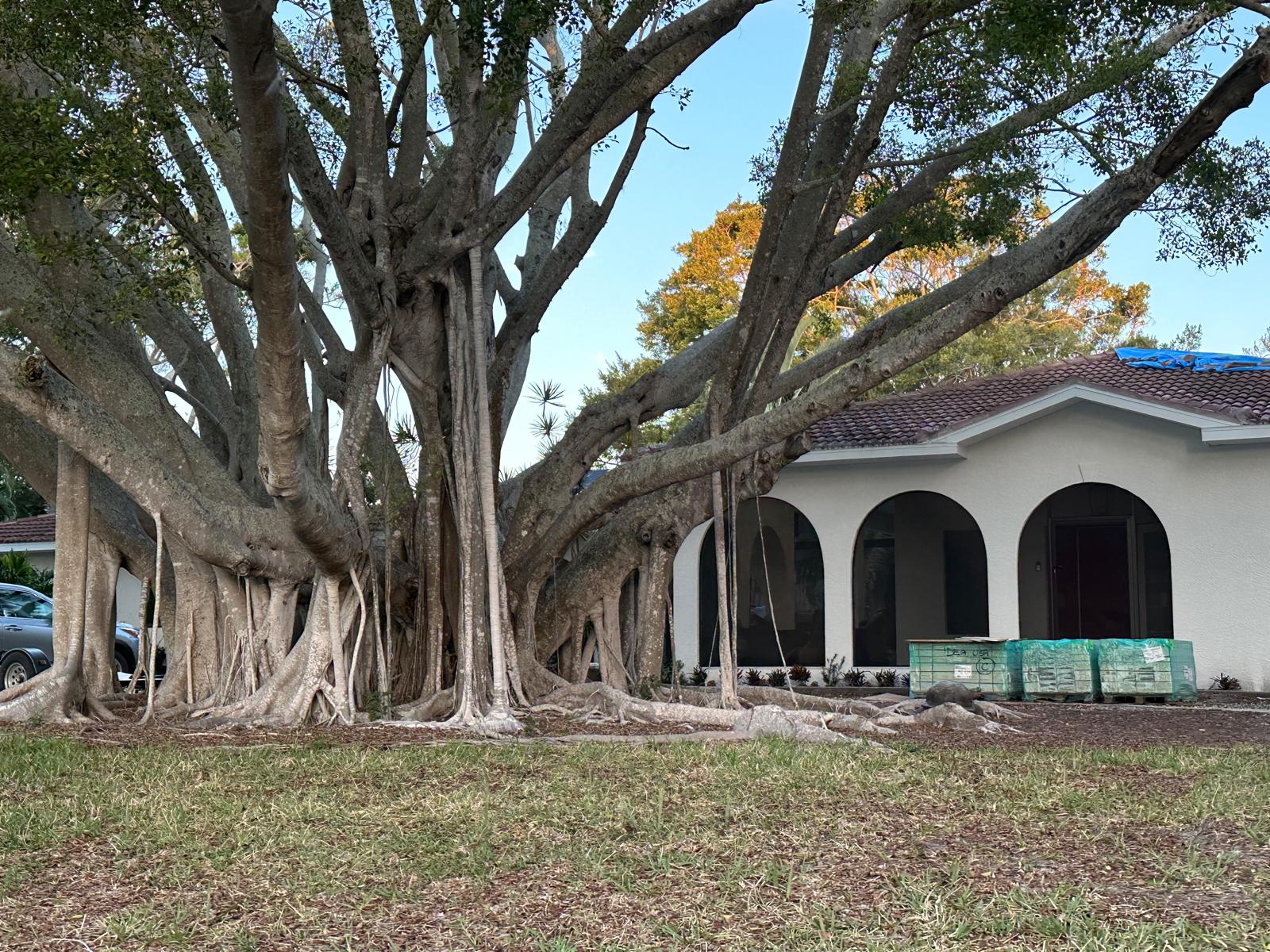 Drzewa Banyan, fot. Aleksandra Karkowska