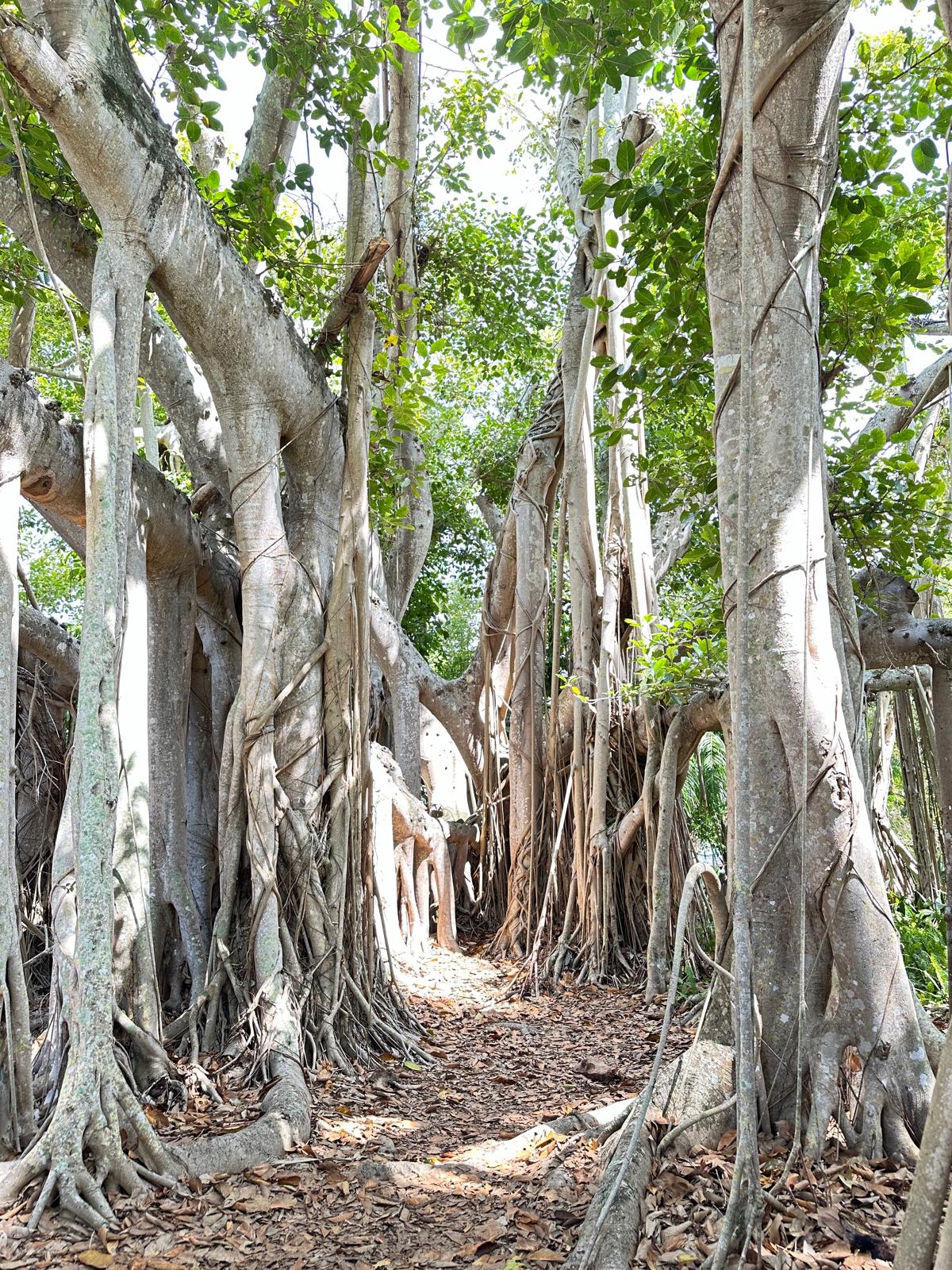 Drzewa Banyan, fot. Aleksandra Karkowska