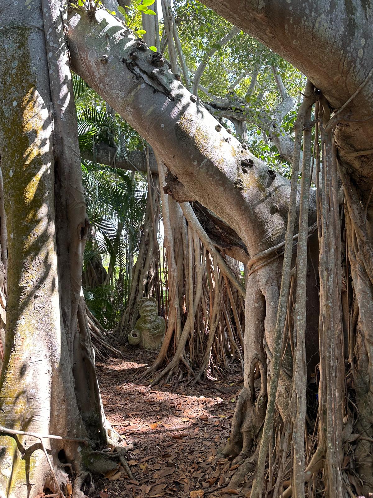 Drzewa Banyan, fot. Aleksandra Karkowska