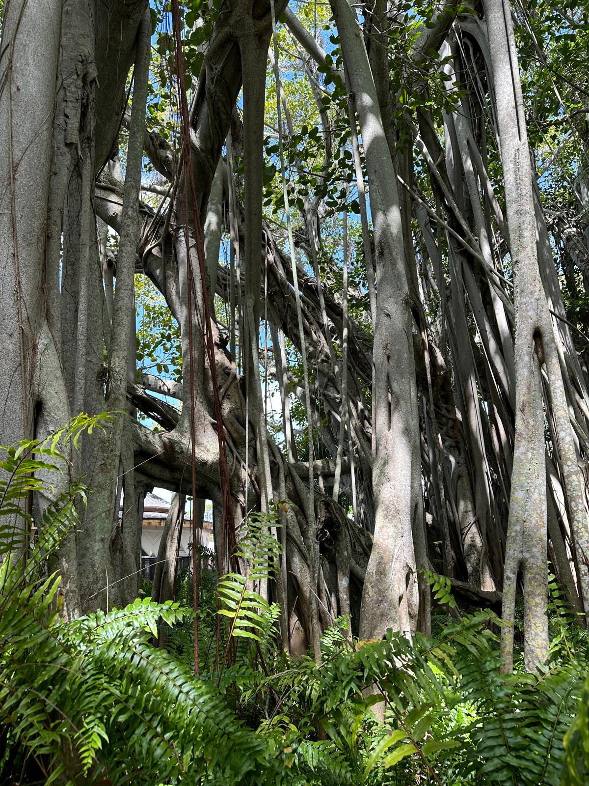 Drzewa Banyan, fot. Aleksandra Karkowska