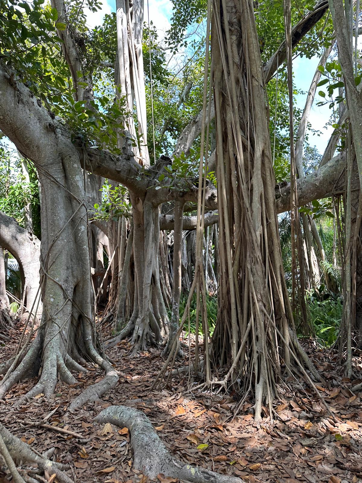 Drzewa Banyan, fot. Aleksandra Karkowska