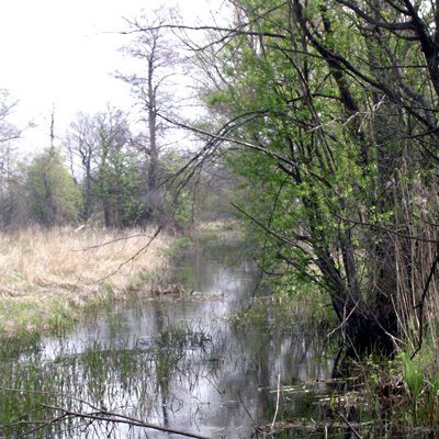 Puszcza Kampinoska, kanał Zaborowski, fot. Wikipedia