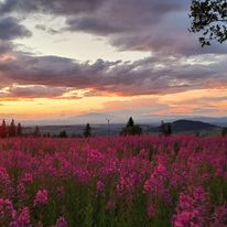 Wierzbówka kiprzyca, fot. Halina Olejniczak