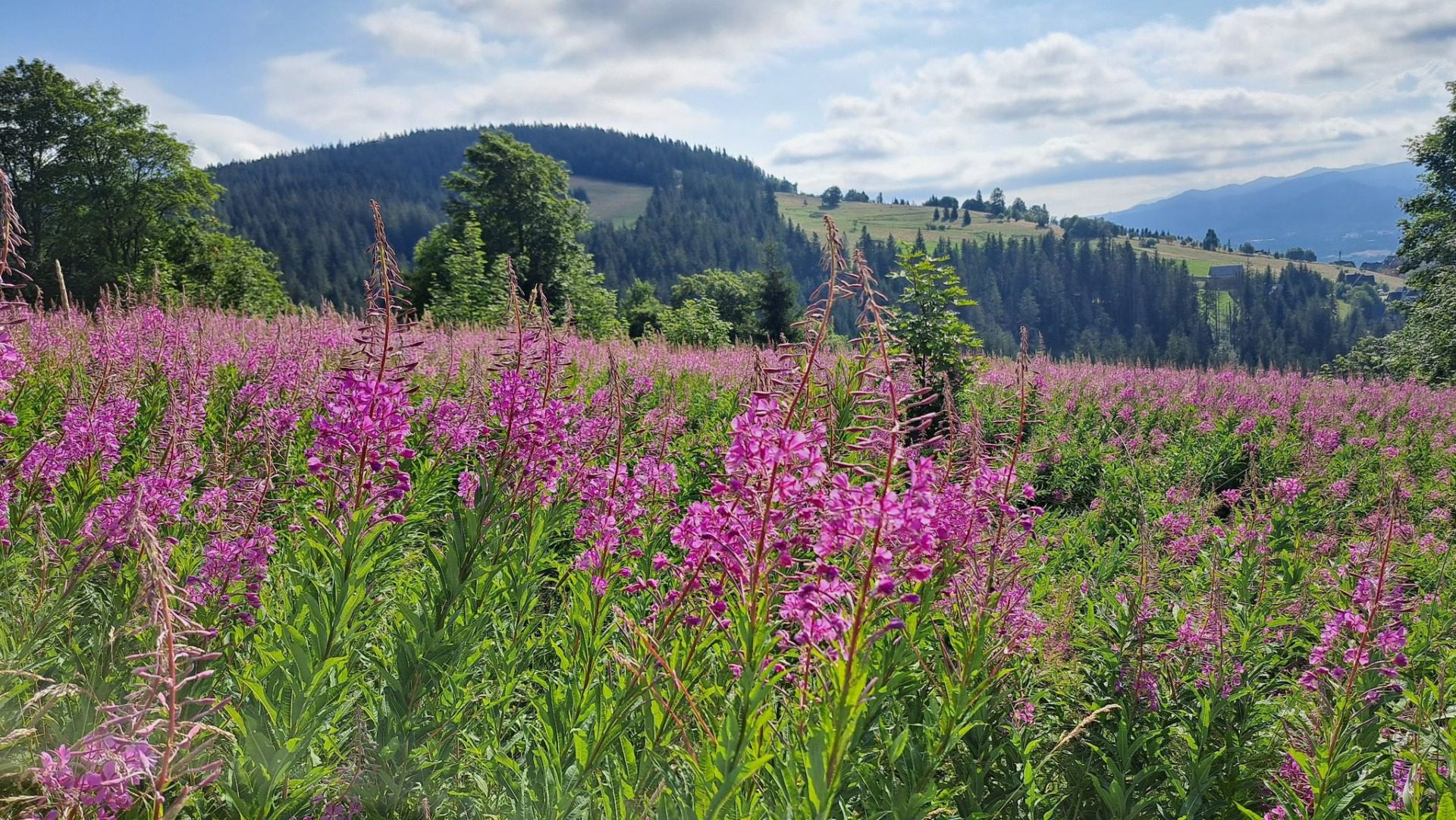 Wierzbówka kiprzyca, fot. Halina Olejniczak