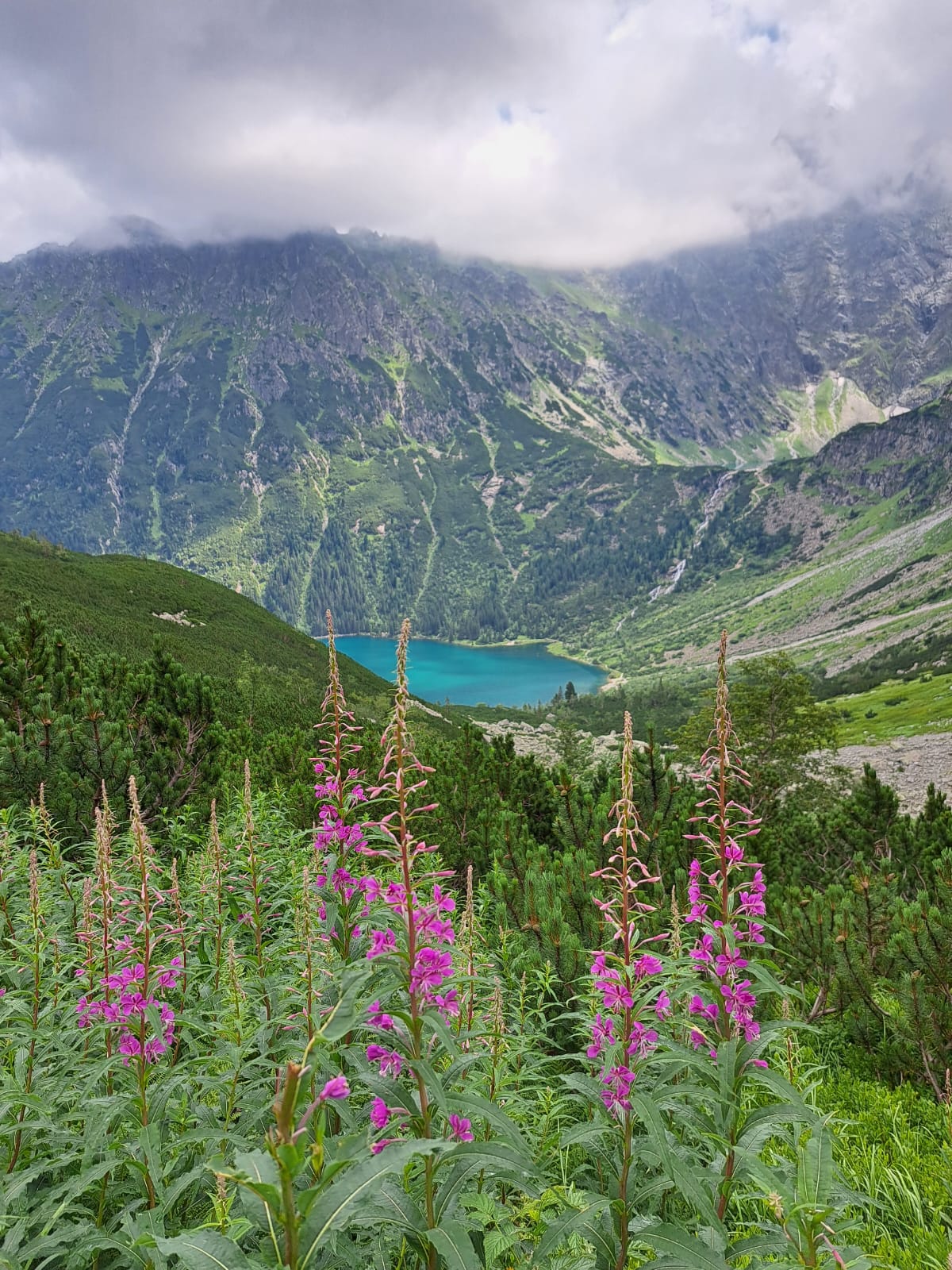 Wierzbówka kiprzyca, fot. Halina Olejniczak
