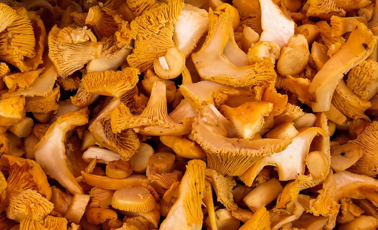 Kurki – skarby lasu i królowe kuchni, fot. Pixabay