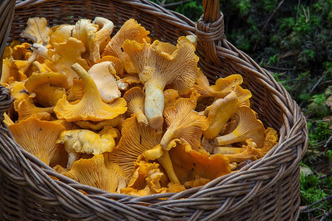 Kilka słów o grzybach i kilka przepisów z grzybami, fot. Pixabay