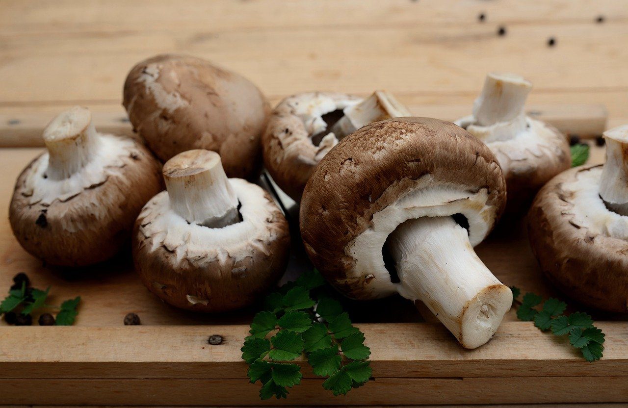 Kilka słów o grzybach i kilka przepisów z grzybami, fot. Pixabay