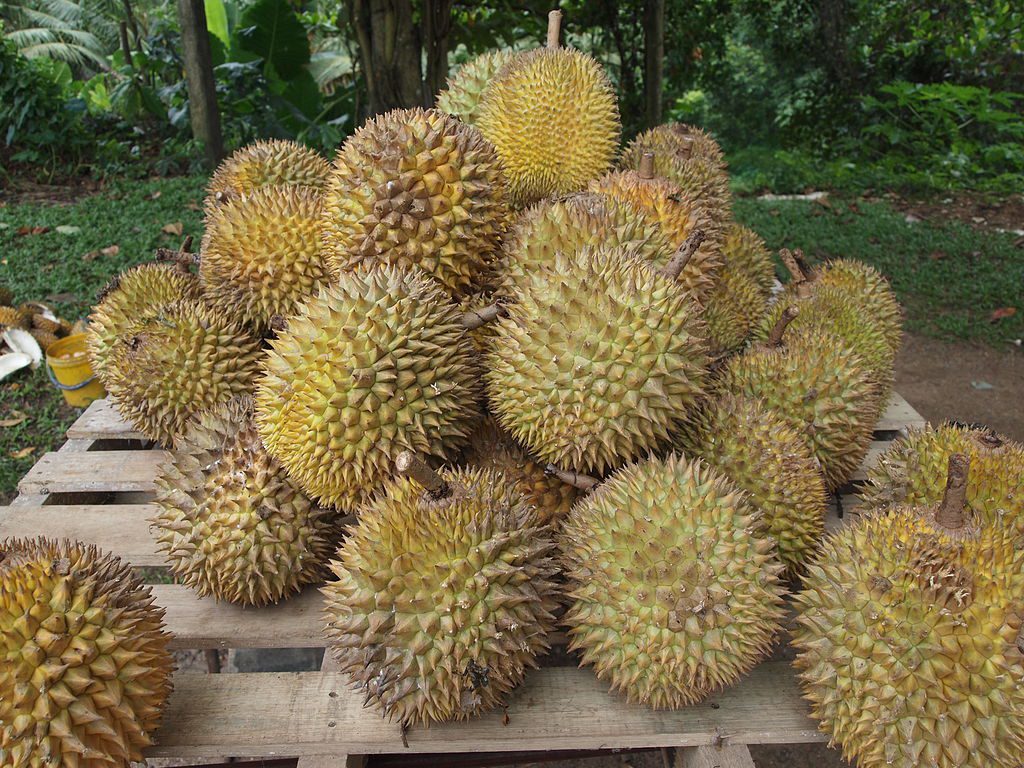 Durian, fot. Wikipedia