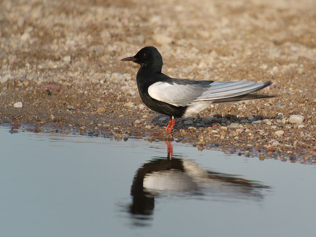 Rybitwa białoskrzydła (Chlidonias leucopterus), fot. Wikipedia