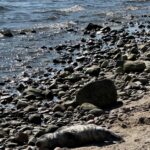 Foki na bałtyckich plażach, fot. Aleksandra Karkowska