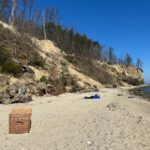 Foki na bałtyckich plażach, fot. Aleksandra Karkowska