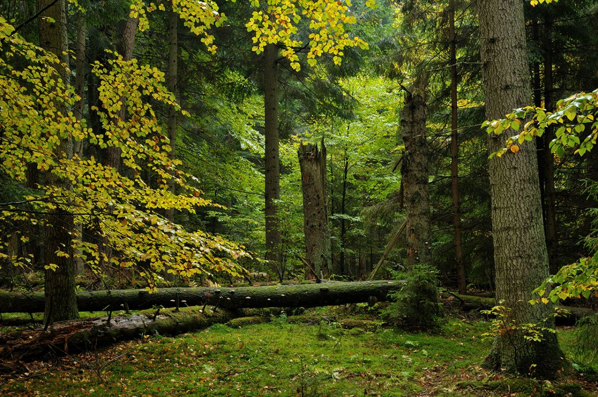 Gdzie na weekend – urokliwy Park Roztoczański