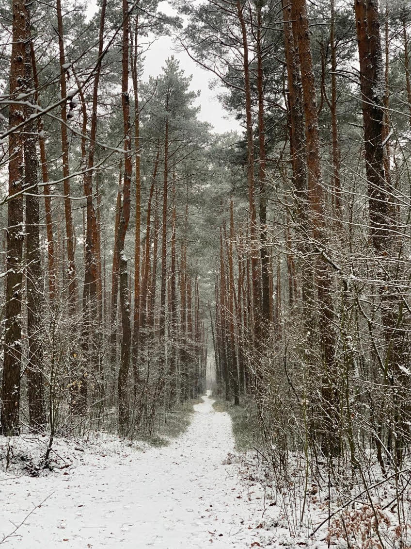 Kampinoski Park Narodowy – zielone płuca Mazowsza, fot. Maria Krauss