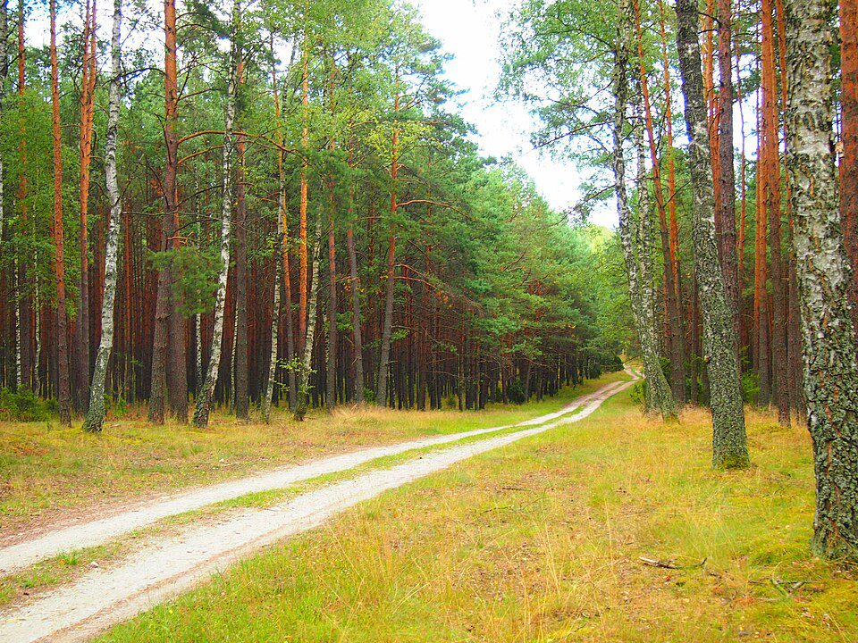 Bory Tucholskie, fot. Wikipedia
