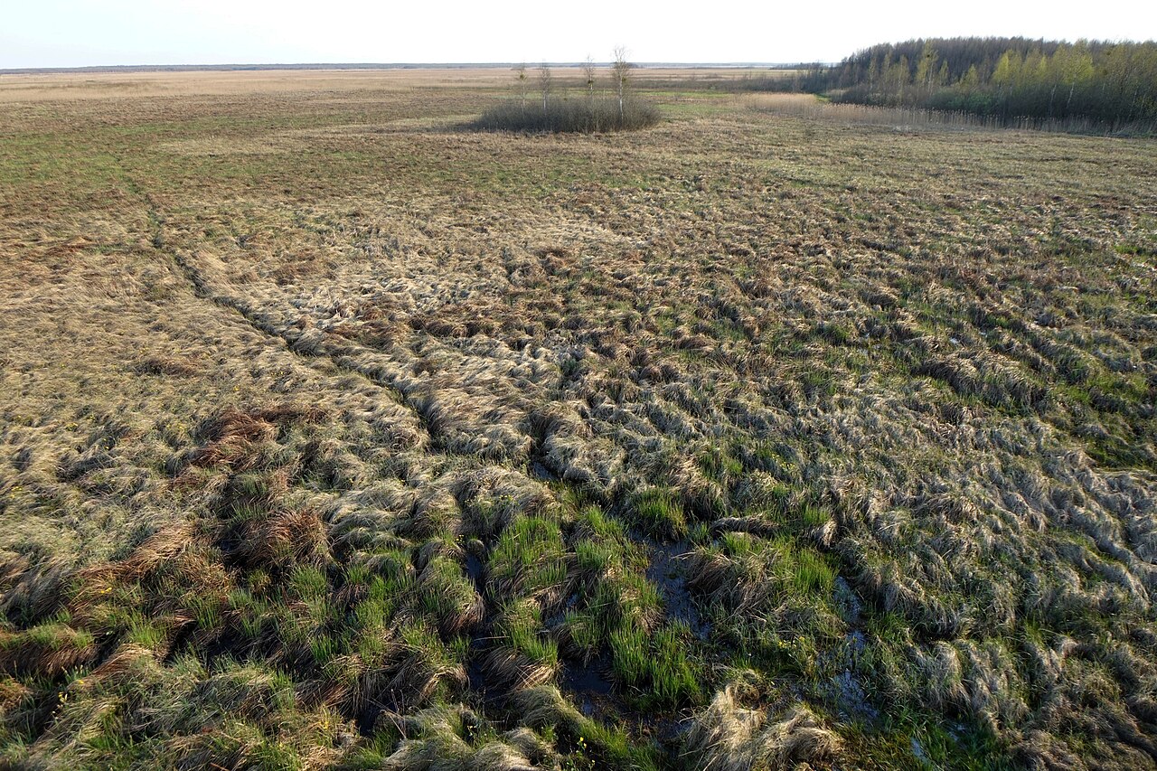 Turzycowiska nad Biebrzą, fot. Wikipedia