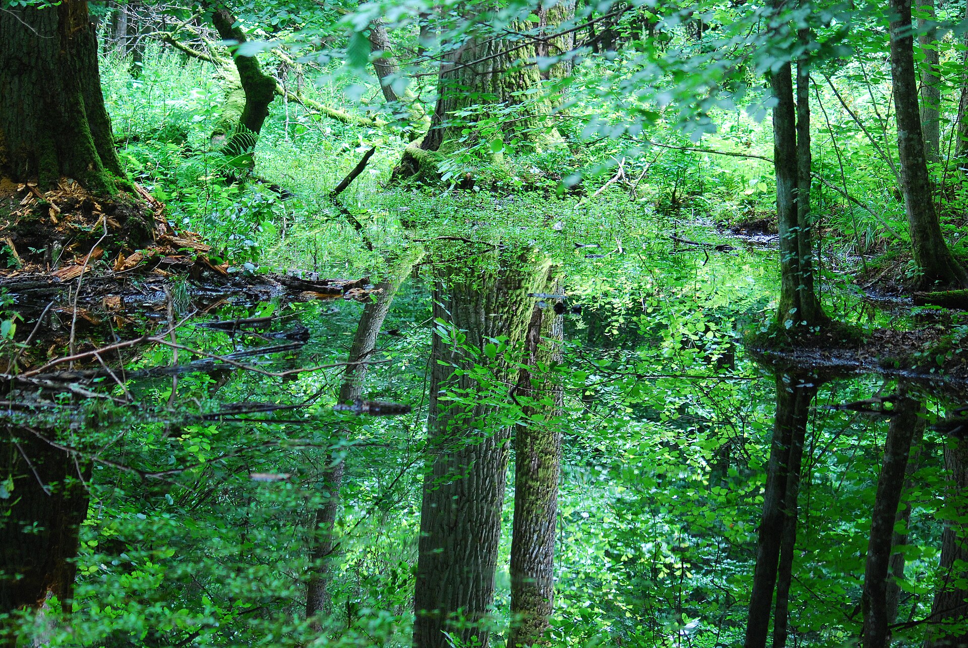 Białowieski Park Naordowy, podmokły las olszowy, fot. Wikipedia