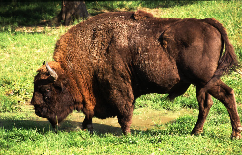 Żubr, fot. Wikipedia
