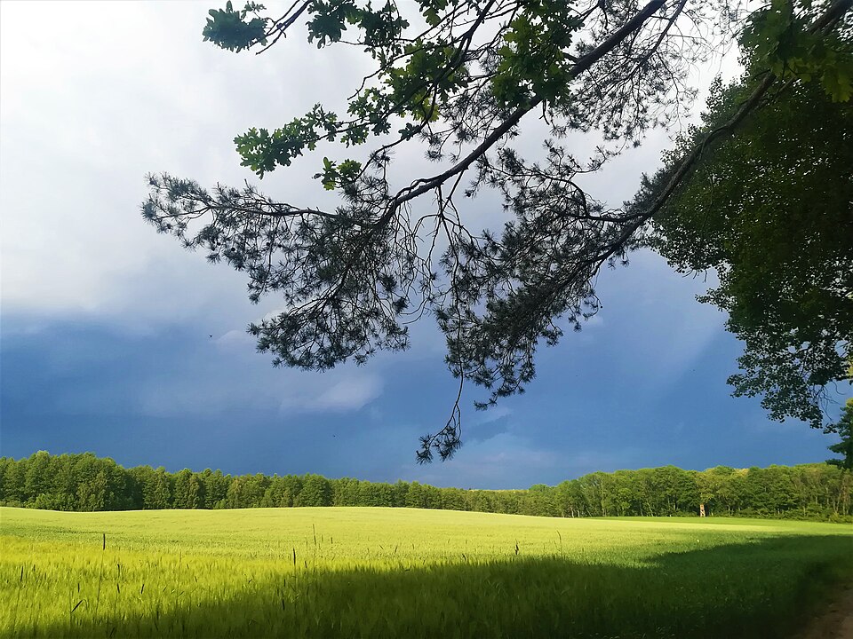 Wielkopolski Park Narodowy, okolice Trzcielińskiego Bagna, fot. Wikipedia